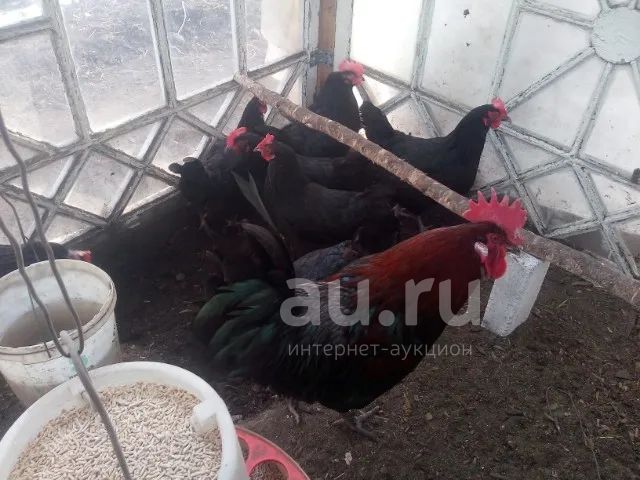 Куры-несушки — купить в Красноярске. Птицы на интернет-аукционе Au.ru