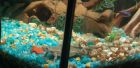 Лягушка аквариумная