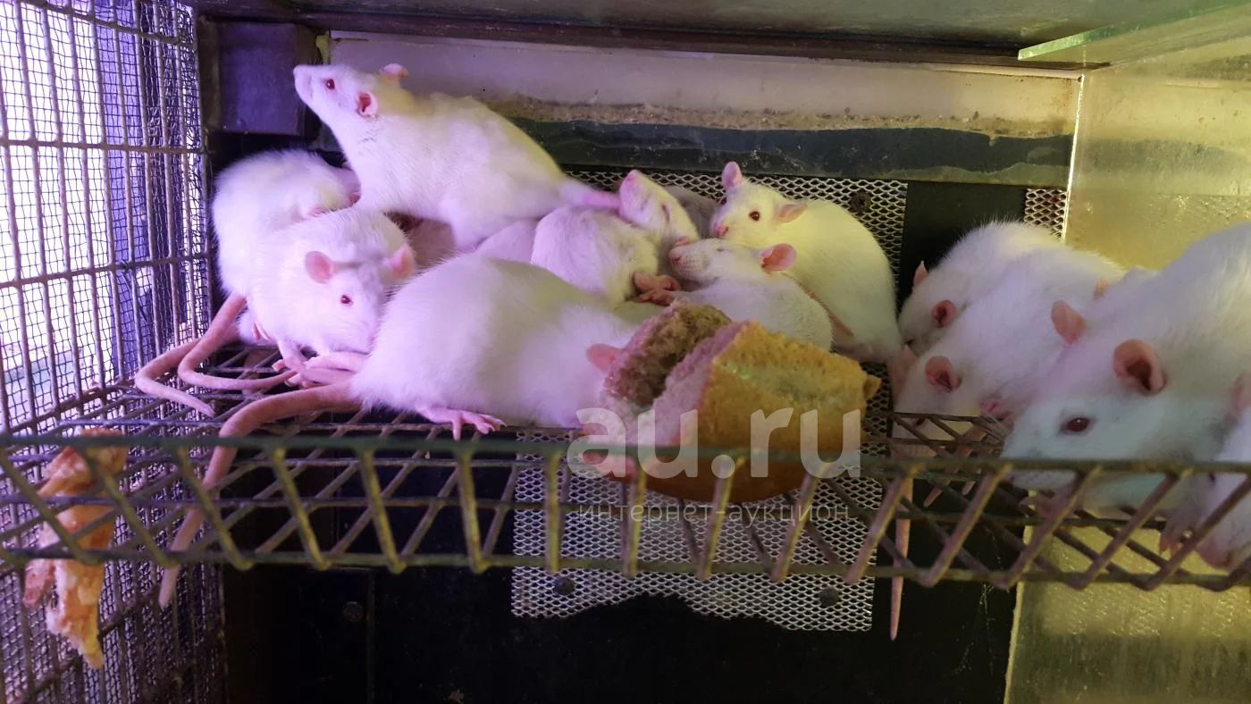 Где Можно Купить Крысу В Омске