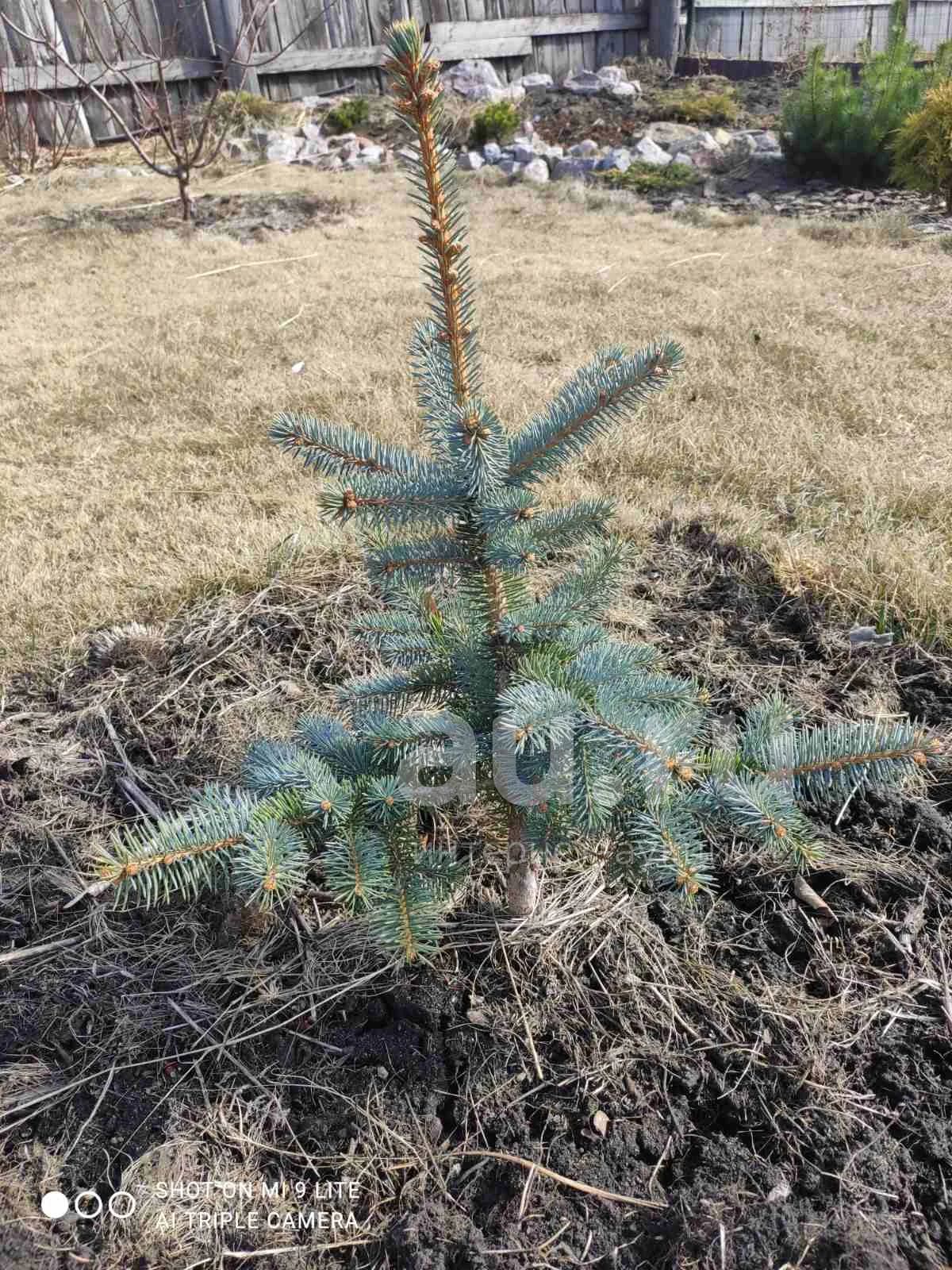 Ель колючая Биалобок (Picea pungens Bialobok) — купить в Красноярске ...