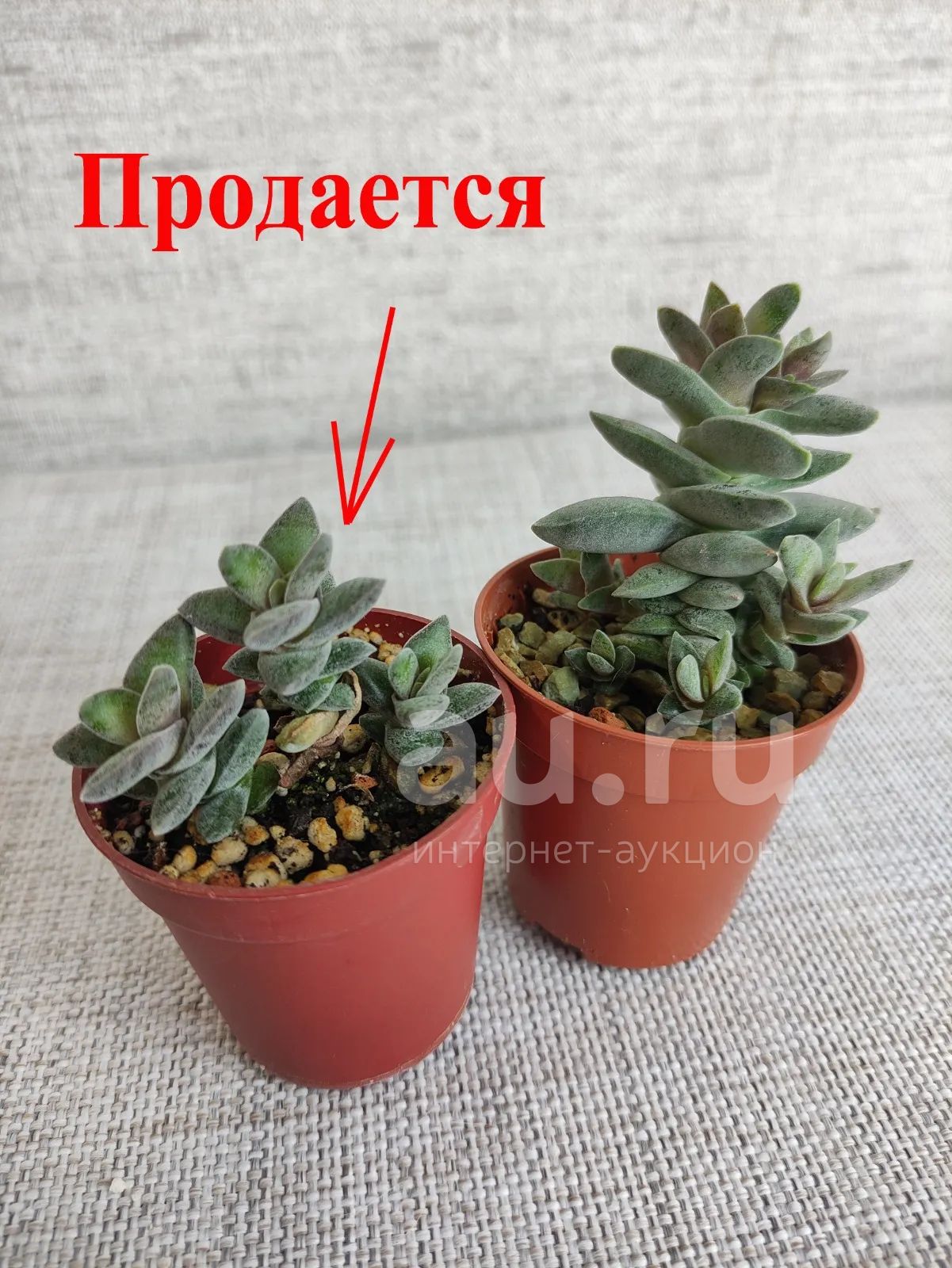 Крассула Фальката растения — купить в Красноярске. Горшечные растения и ...