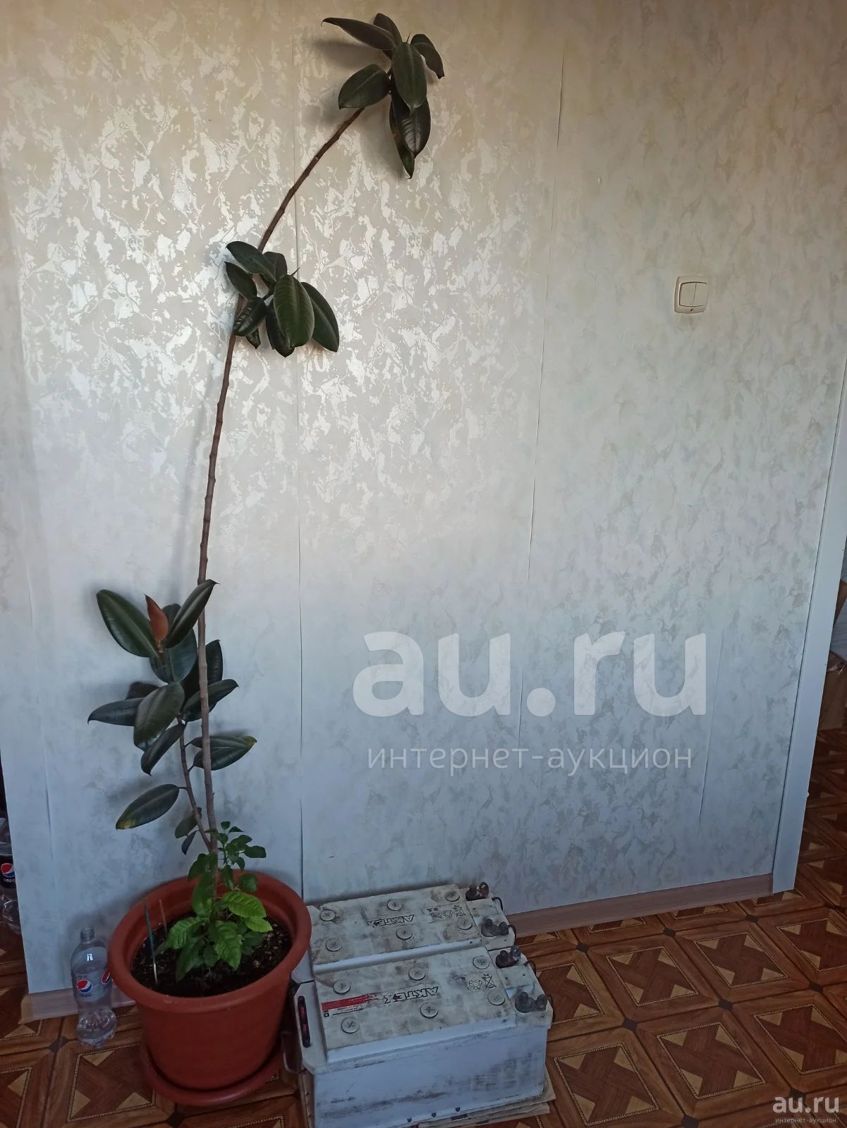 Фикус крупнолистовой (большой), высота 2,3 метра от пола с горшком ...