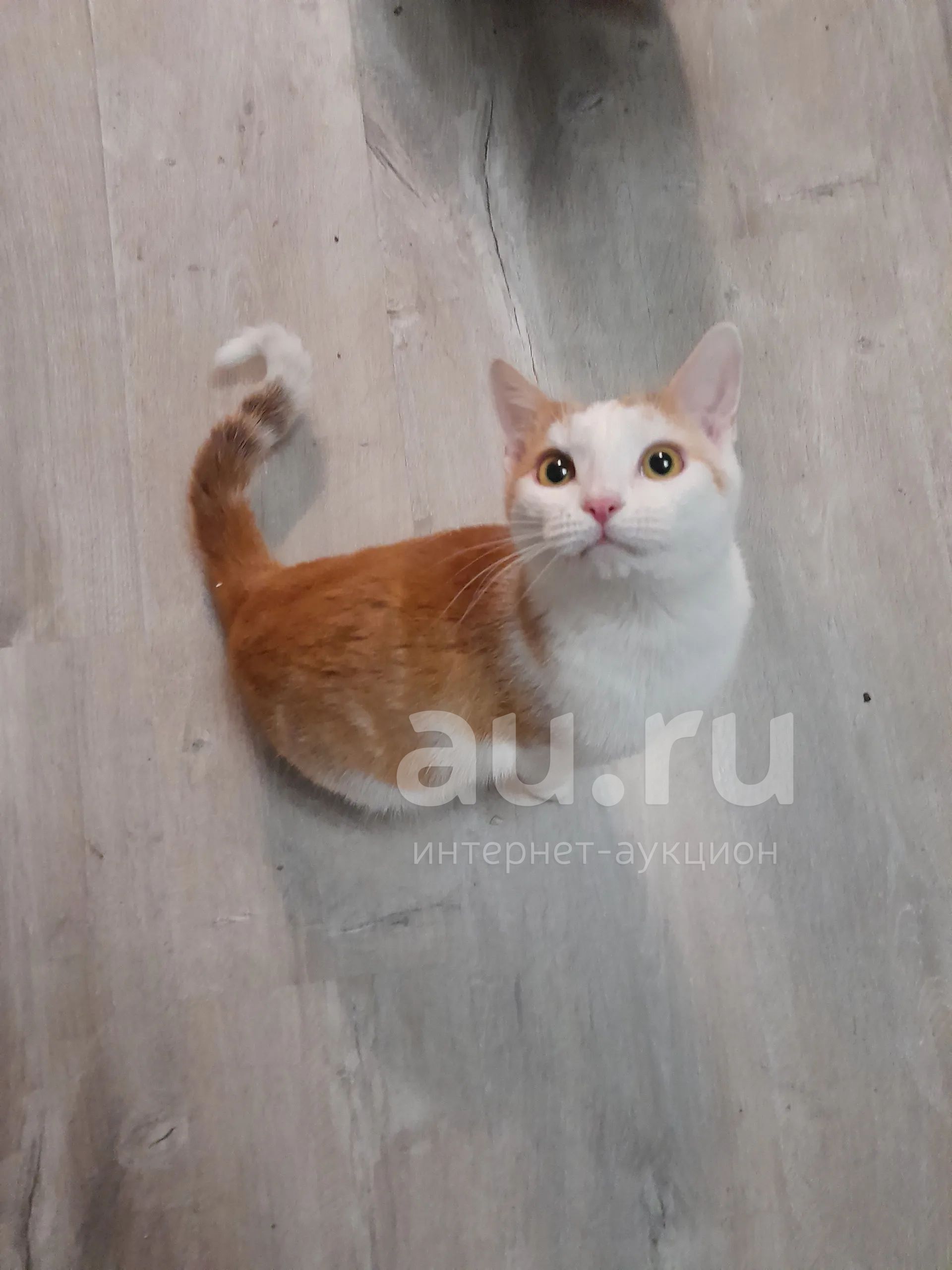 Котик Шерхан — купить в Красноярске. Кошки, котята на интернет-аукционе ...