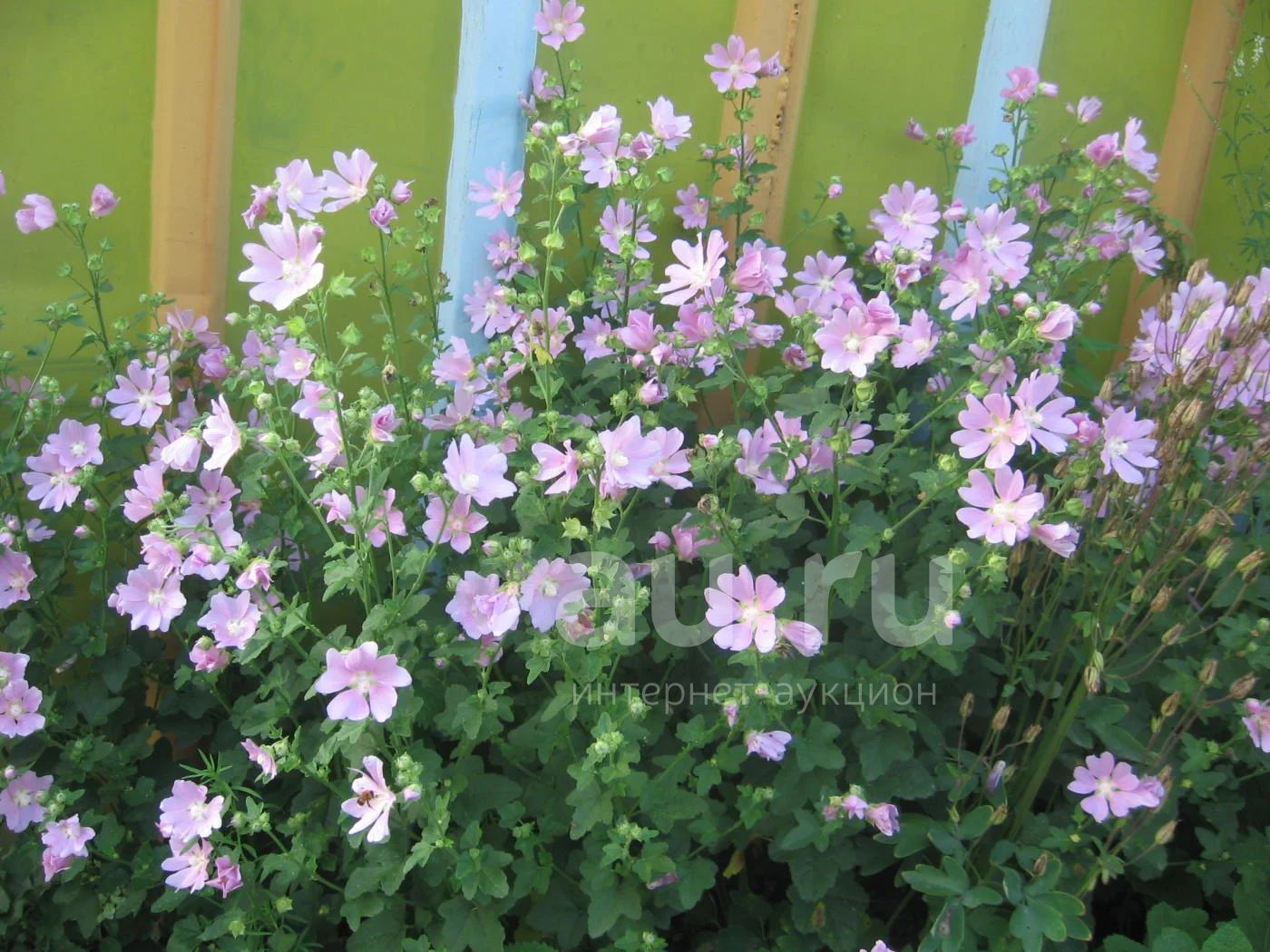 Лаватера Многолетняя Посадка И Уход Фото