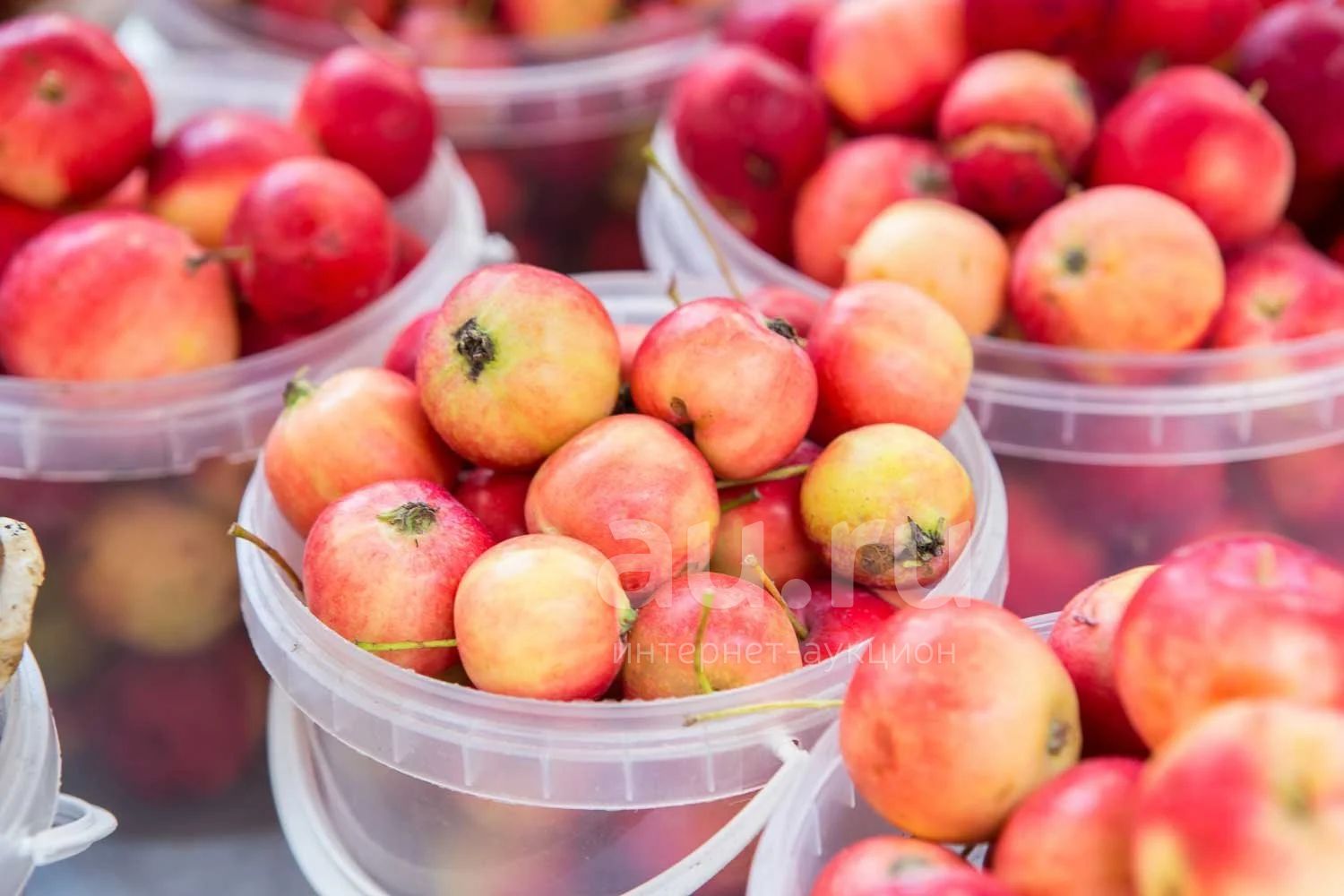 Ранетки сорт яблок. Как называются мелкие яблоки. Яблоня китайка райские яблочки. Яблоня полукультурка воспитанница. Ранетки сорт яблок.