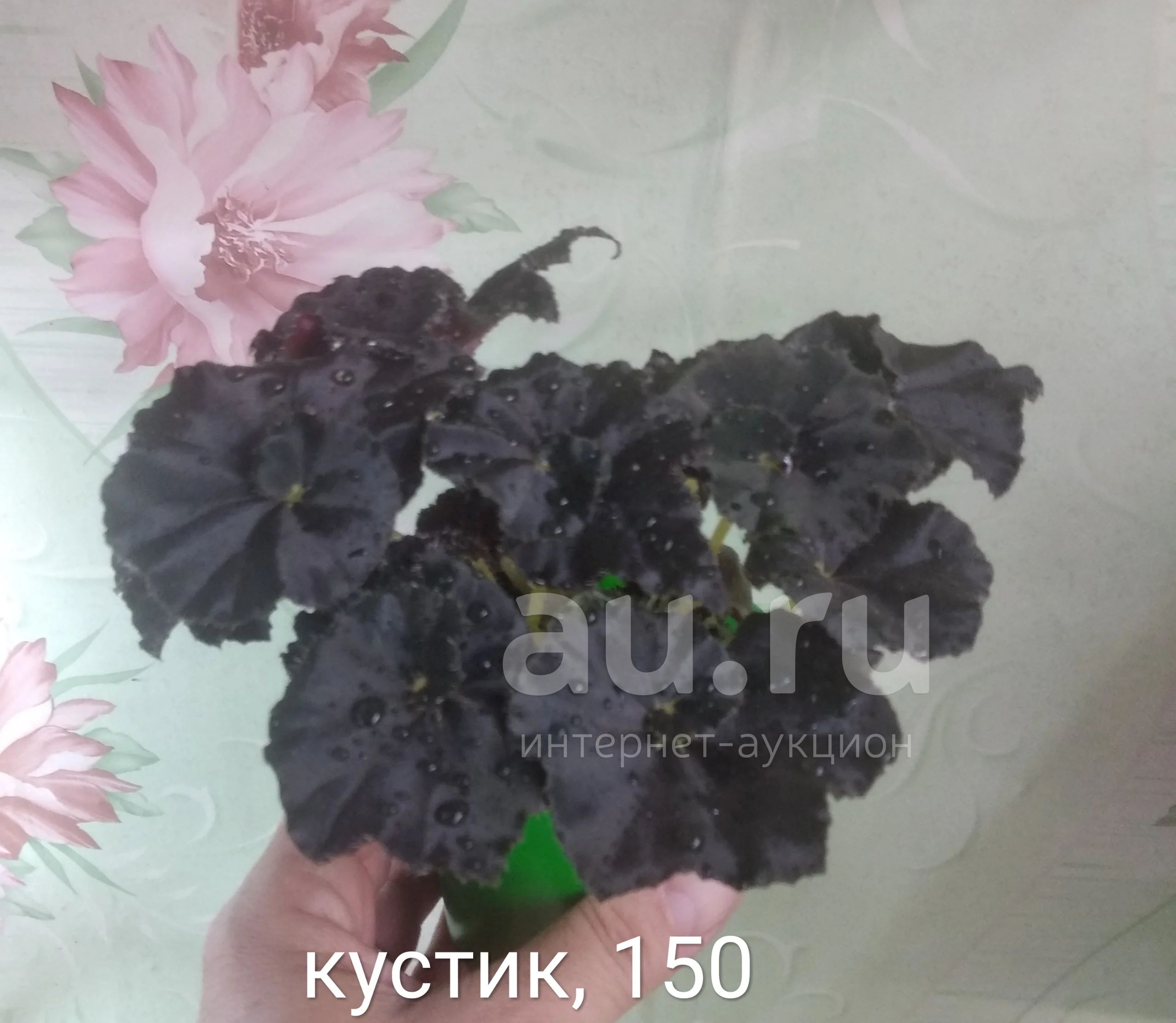 Бегония декоративнолиственная Black Fang. — купить в Красноярске ...