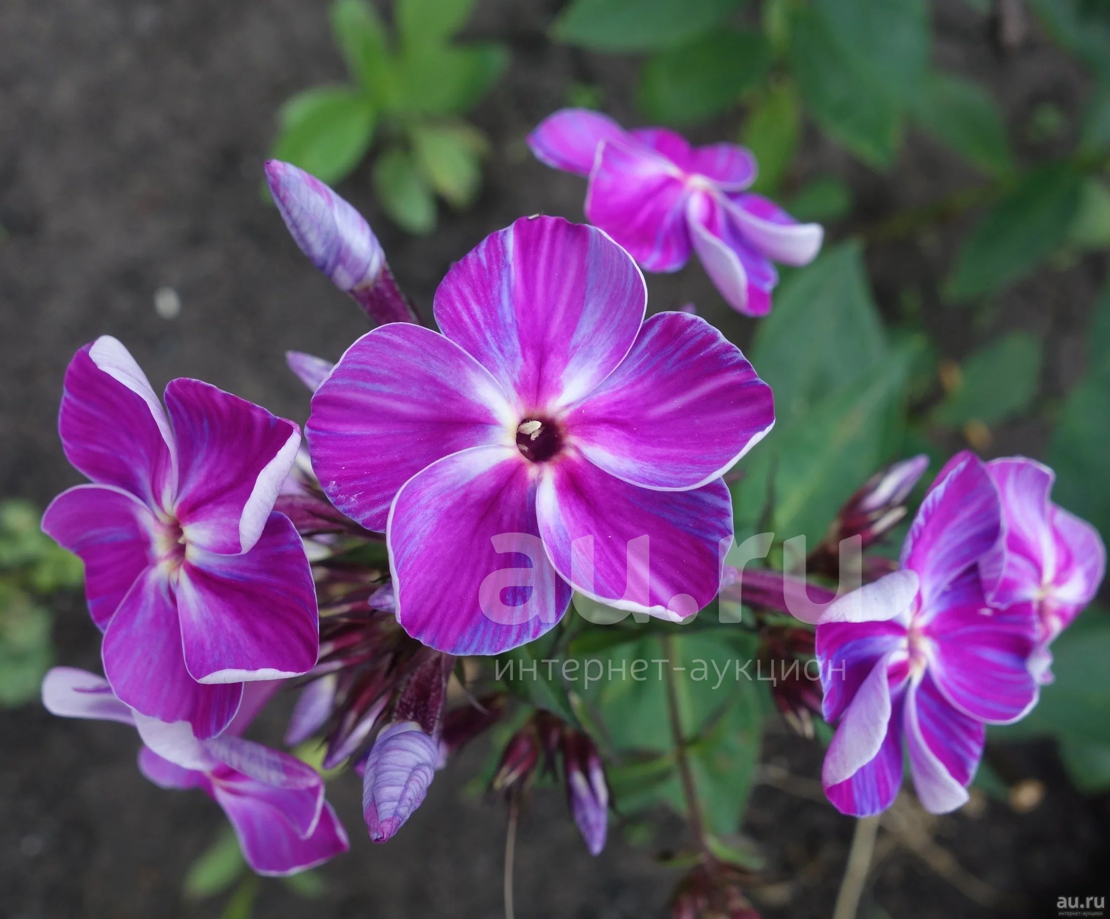 Флокс игорь тальков фото и описание Флокс метельчатый Игорь Тальков (Phlox paniculata Igor Talkov)