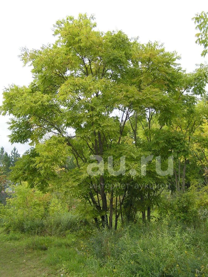 Бархат амурский на дачном участке фото