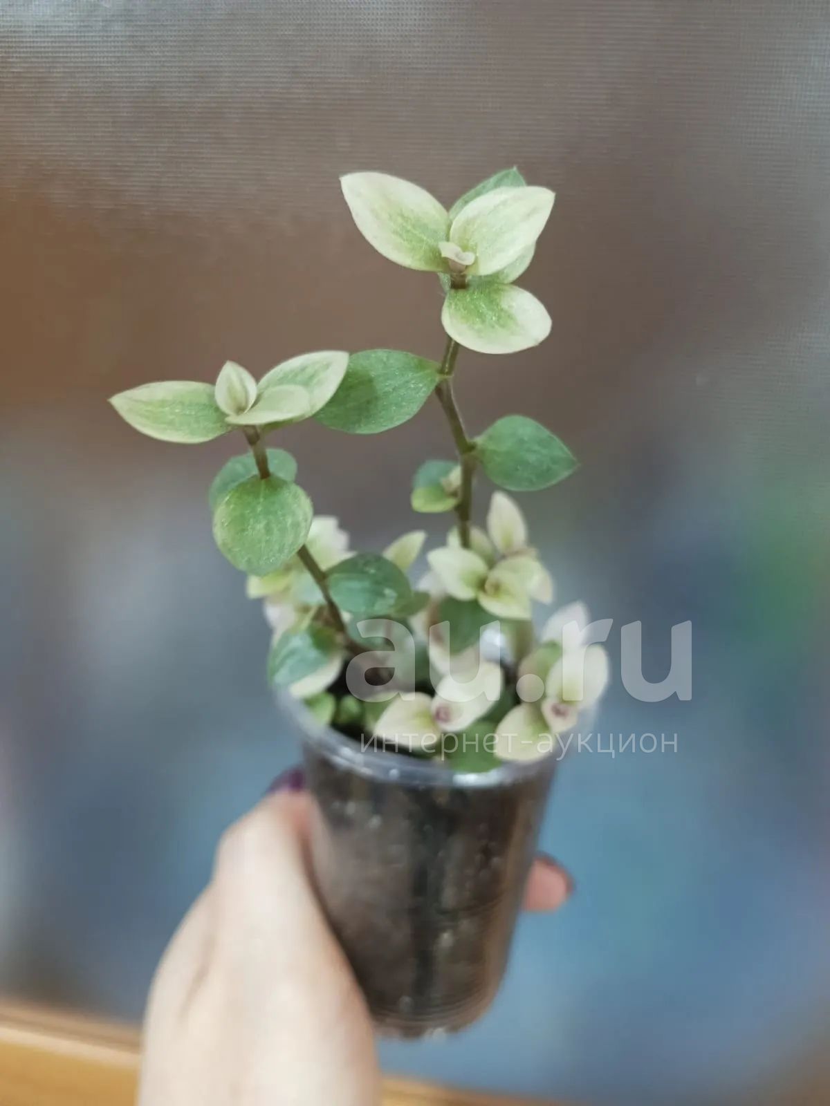 Коллизия