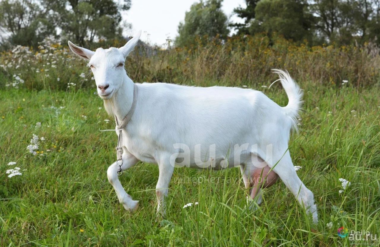 Зааненская порода купить. Зааненская коза. Зааненская порода коз. Коза белая зааненская. Коза дойная зааненская молочная.