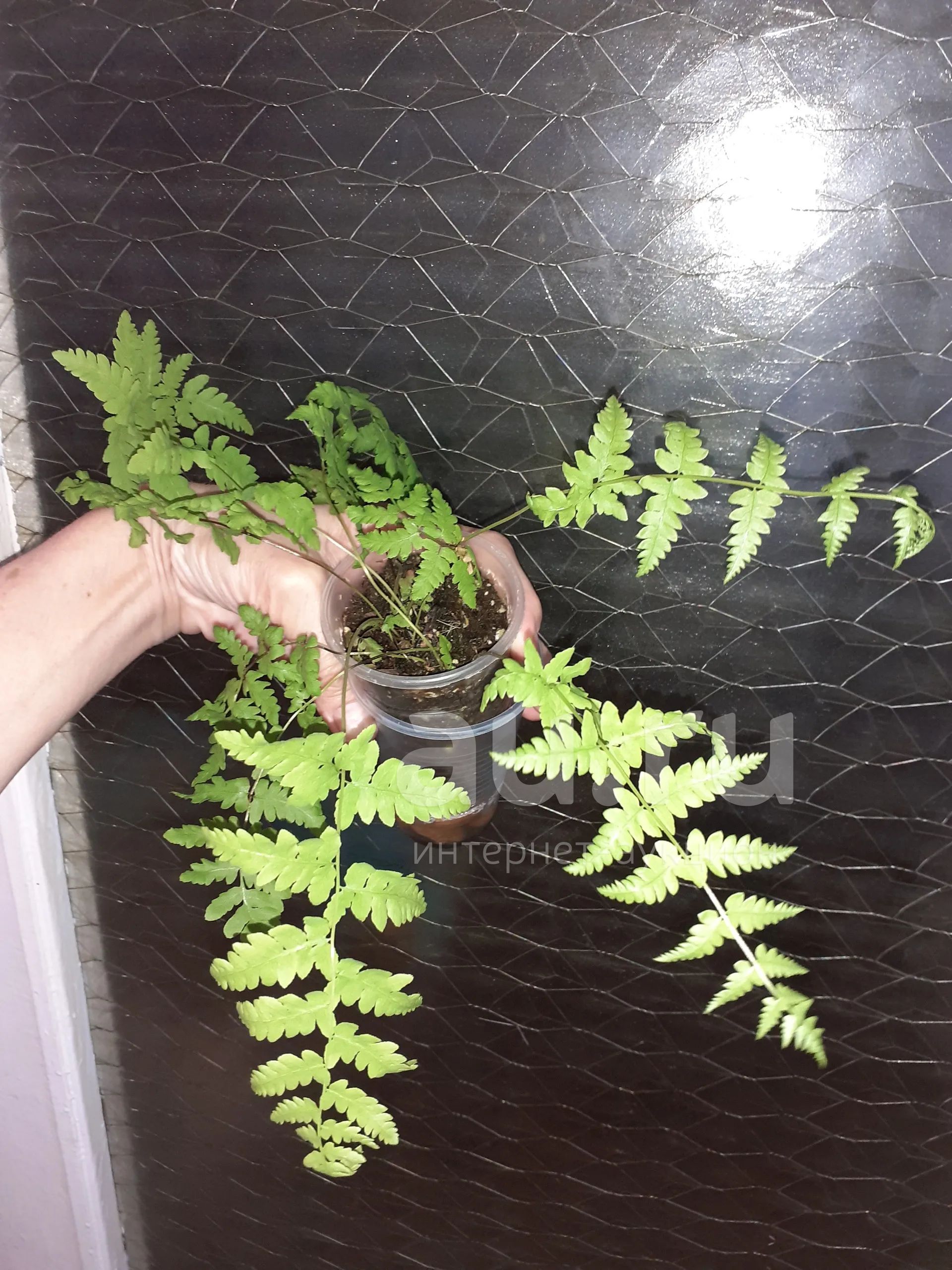Папоротник — купить в Красноярске. Горшечные растения и комнатные цветы ...
