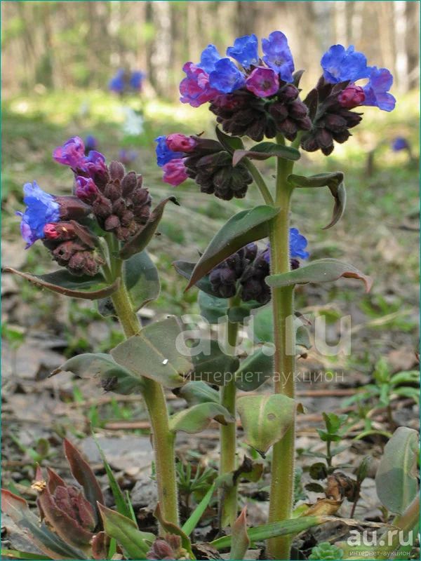 Медуница мягчайшая - Pulmonaria mollis — купить в Красноярске. Пряные и ...