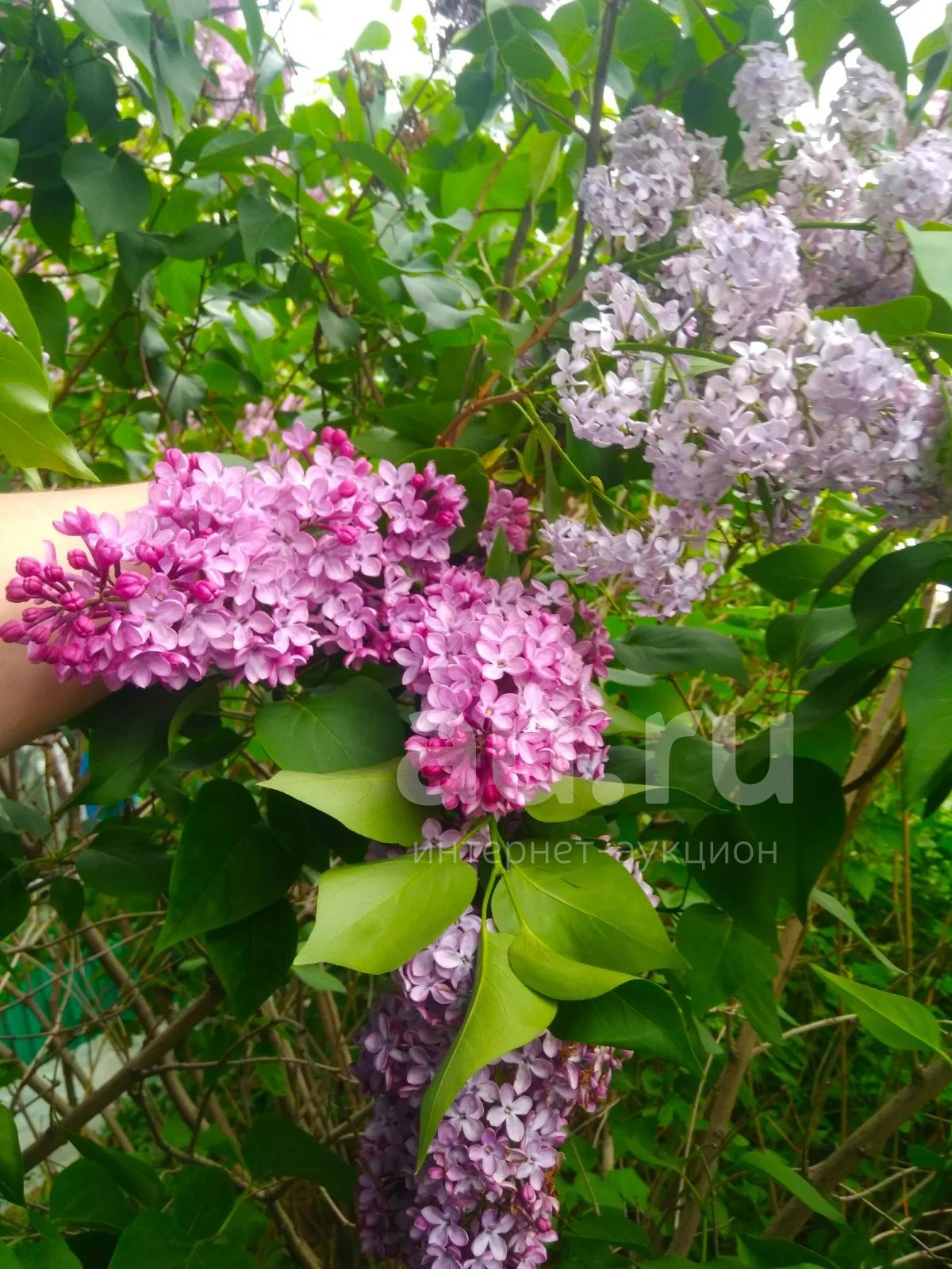 сирень — купить в Красноярске. Декоративные кустарники и деревья на ...