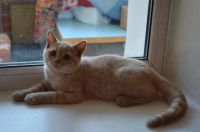 Лот: 3096248. Фото: 3. ЗаМУРРРчательный шотландский котик... Растения и животные