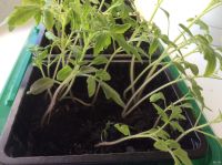 Лот: 13683878. Фото: 2. Рассада помидоров непикированная... Семена, рассада, садовые растения