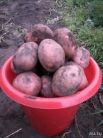 Лот: 10268061. Фото: 2. Картошка. Новый урожай!!! Много... Продукты