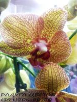 Лот: 6508918. Фото: 2. Орхидея Фаленопсис одна стрелка... Цветы, букеты