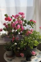 Лот: 5796305. Фото: 4. Бугенвиллея Double Pink взрослая... Красноярск