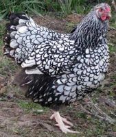 Лот: 16309602. Фото: 5. Инкубационное яйцо породы Виандот...