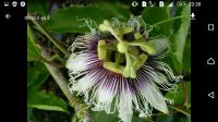 Лот: 15865046. Фото: 2. Пассифлора Эдулис. Passiflora... Комнатные растения и уход