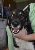 Лот: 2459415. Фото: 2. Джой ищет хозяев:) СМОТ. ЛОТ. Животные и уход