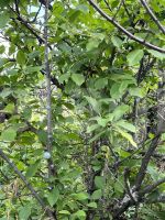 Лот: 25294832. Фото: 7. 2-комн. дача , садоводческое некоммерческое...