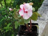 Лот: 3005966. Фото: 2. Бальзамин бело-розовый. Комнатные растения и уход