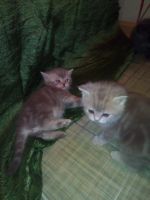 Лот: 8872195. Фото: 3. Британские котята. Растения и животные