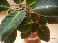 Лот: 7330411. Фото: 5. Глоксиния с бутонами махровая...