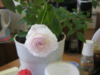 Лот: 5721772. Фото: 4. роза цветет розовым. Красноярск