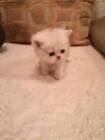 Лот: 15209873. Фото: 4. британские котята. Красноярск