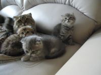 Лот: 4466511. Фото: 2. Шотландские вислоухие. Животные и уход