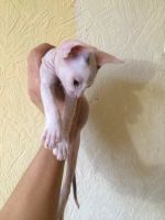 Лот: 12597084. Фото: 2. Котенок Мальчик Донского сфинкса. Животные и уход