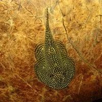 Лот: 17705166. Фото: 4. Псевдоскат Спотед Севеллия Пятнистая... Красноярск