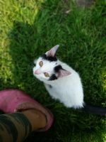Лот: 14485523. Фото: 3. котенок. Растения и животные