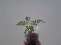Лот: 2684817. Фото: 2. Жакаранда cuspidifolia. Остался... Комнатные растения и уход