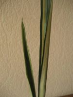 Лот: 3849312. Фото: 3. Сансевиерия вариегатная. Sansevieria... Растения и животные