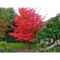 Лот: 6078856. Фото: 4. Клен Гиннала. (Acer ginnala) Закрытая... Красноярск