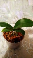 Лот: 16416804. Фото: 2. Продам орхидею Phal. Plastic Doll... Комнатные растения и уход