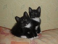 Лот: 1560257. Фото: 2. Очаровательные котики, заботливым... Животные и уход