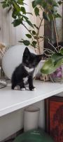 Лот: 22030307. Фото: 3. котята на счастья. Растения и животные