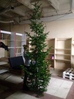 Лот: 12586796. Фото: 4. Живая новогодняя Ель Пихта Сосна... Красноярск