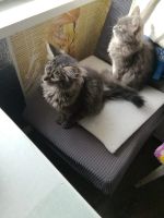 Лот: 25317241. Фото: 2. Котята. Животные и уход