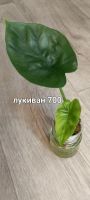 Лот: 24396646. Фото: 4. Алоказии разные. Красноярск