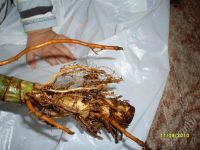 Лот: 508702. Фото: 2. драцена 70 см двойной черенок. Комнатные растения и уход