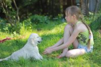 Лот: 7434336. Фото: 6. Чудесный щенок золотистого ретривера...