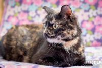 Лот: 9725903. Фото: 2. Кошечка Соня черепахового окраса... Животные и уход