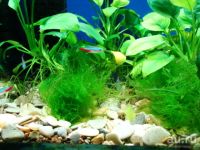 Лот: 14994585. Фото: 3. Яванский мох (мох стринги). Растения и животные