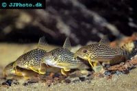 Лот: 1683172. Фото: 3. Сомики Штерба. Растения и животные