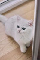 Лот: 11522510. Фото: 2. Продам британского котенка. Животные и уход